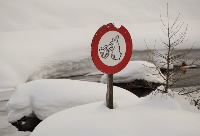 fuchs-du-darfst-die-gans-nicht-stehlen-83a8c43d-7ca5-4145-8bae-fbcb4896ccb6