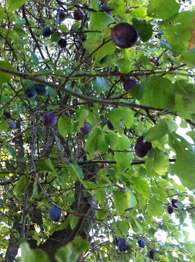 O sole mio, am în grădină un supermarket bio! - Cristela GEORGESCU (2015)